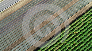 Agricultural field, plantation on a sunny day