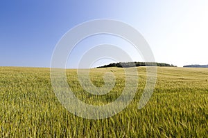 agricultural field with planted corn