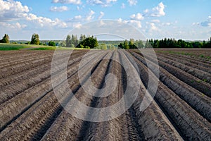 Agricultural field after planting potatoes