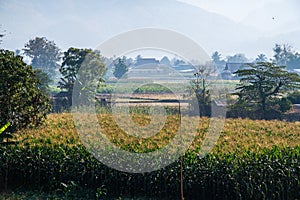 Agricultural field at Pua district in the early morning