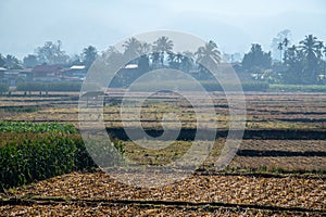 Agricultural field at Pua district in the early morning
