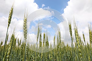 Agricultural field with ripening cereal crop under cloudy sky, closeup