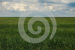 Agricultural field with ripening cereal crop under sky