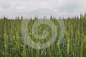 Agricultural field with ripening cereal crop under sky