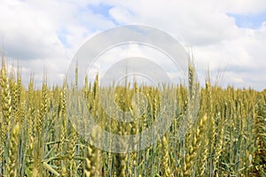 Agricultural field with ripening cereal crop under sky, closeup view