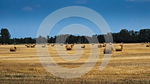 Agricultural field with Round Bales of hay to feed cattle in winter