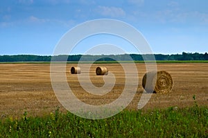Agricultural field with Round Bales of hay to feed cattle in winter