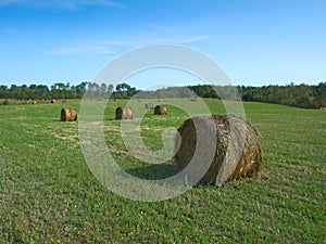 Agricultural field with Round Bales of hay to feed cattle in winter