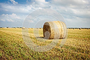 Agricultural field. Round bundles of dry grass in the field