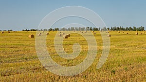 Agricultural field. Round bundles of dry grass in the field against the blue sky