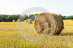 Agricultural field. Round bundles of dry grass in the field against the blue sky