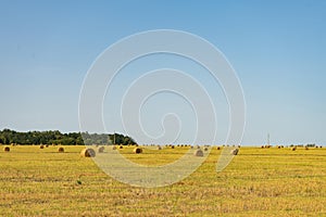 Agricultural field. Round bundles of dry grass in the field against the blue sky.