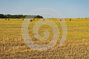 Agricultural field. Round bundles of dry grass in the field against the blue sky.