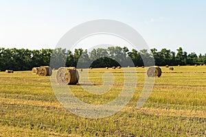 Agricultural field. Round bundles of dry grass in the field against the blue sky.