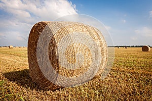 Agricultural field. Round bundles of dry grass in the field against the blue sky