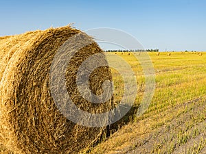 Agricultural field. Round bundles of dry grass in the field against the blue sky. farmer hay roll close up