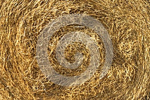 Agricultural field. Round bundles of dry grass in the field against the blue sky. farmer hay roll close up