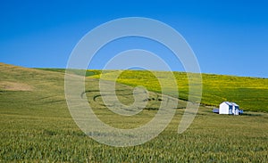 Agricultural field in rural area of Washington state