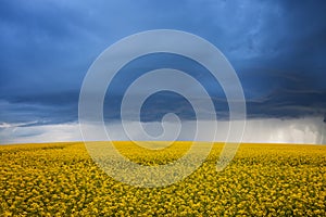 Agricultural field during a storm. Heavy rain in a rapeseed field. Damaged agricultural crops