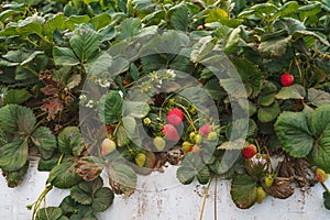 Agricultural field strawberry plants. Berries close-up. Industry, modern farming, strawberry production. Rows of plastic covered