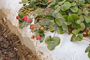 Agricultural field strawberry plants. Industry, modern farming, strawberry production