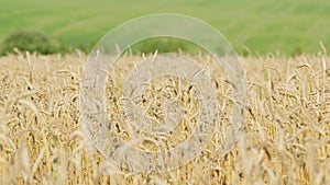 Agricultural field in summer day. Ecologically clean wheat grain grown on fertile land. Slow motion.