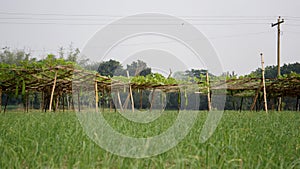 Agricultural field view in Bangladesh. In the distance is the jungle of Lau. Green nature all around