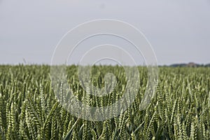 Agricultural field with wheat like green plants, focus in foreground