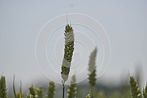 Agricultural field with wheat like green plants, focus  on isolated plant