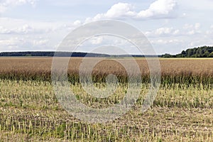 an agricultural field where the harvest of oilseed rape grows