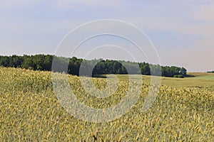 An agricultural field where ripening cereal wheat grows