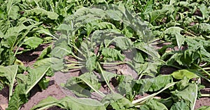 an agricultural field where sugar beet grows