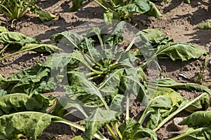 agricultural field where sugar beet grows