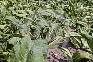 agricultural field where sugar beet grows