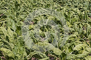 agricultural field where sugar beet grows