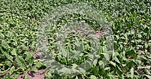 an agricultural field where sugar beet grows