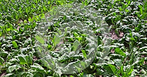 an agricultural field where sugar beet grows