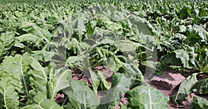 an agricultural field where sugar beet grows