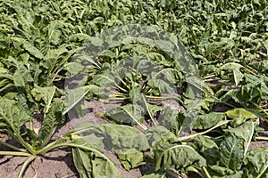 agricultural field where sugar beet grows