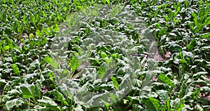 An agricultural field where sugar beet grows