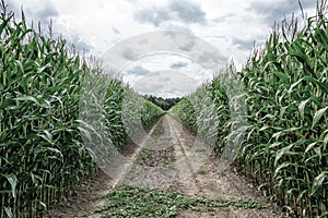 Agricultural field on which the green corn grows