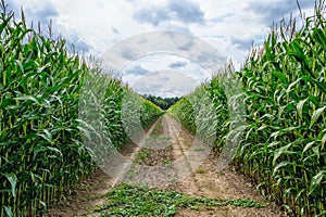 Agricultural field on which the green corn grows