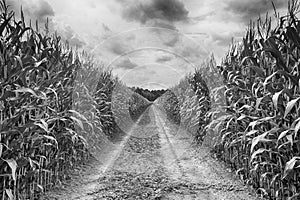 Agricultural field on which the green corn grows, hdr