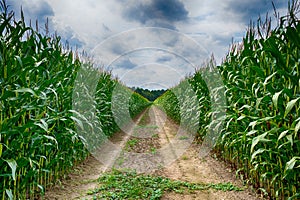 Agricultural field on which the green corn grows, hdr