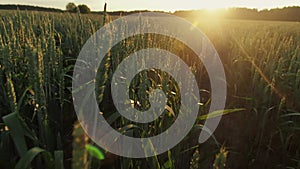 agricultural field on which green unripe wheat grows at summer