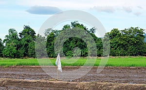 Agricultural field with a white flag in the middle of it for bird repellent ome eat seeds with back veiw mountain and forest