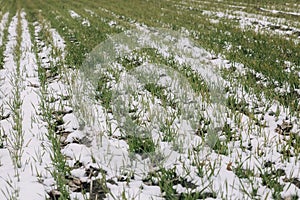 Agricultural field of winter wheat under the snow and mist.The green rows of young wheat on the white field.