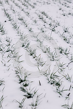 Agricultural field of winter wheat under the snow and mist.The green rows of young wheat on the white field.