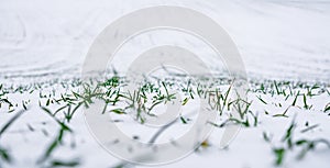 Agricultural field of winter wheat under the snow. Young green sprouts line