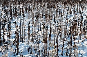 An agricultural field in winter with wilted sunflowers